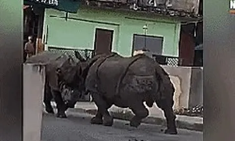 VIDEO: Hai “quái thú” khổng lồ đại chiến ngay trên đường phố Nepal