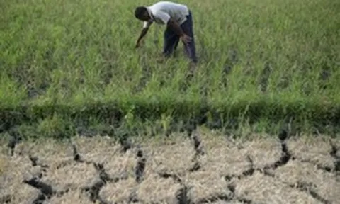 Siêu El Nino chưa từng có trong 150 năm cận kề: Nỗi lo lúa cháy khô, cá chết bỏng vì nắng nóng bủa vây hàng triệu nhà nông