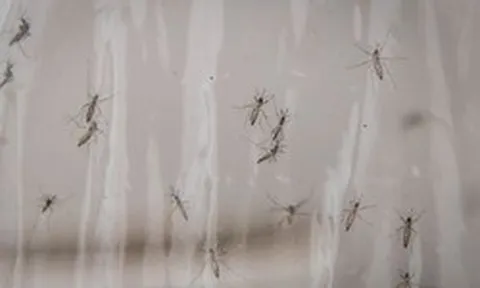 Mỹ xem xét thả 32 triệu con muỗi nhiễm vi khuẩn tự nhiên ra môi trường: Chuyện gì đây?