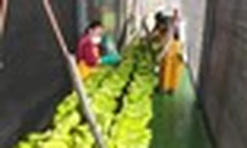 Sau gạo, Nhật Bản gặp rắc rối với loại trái cây Việt Nam đang trồng rất nhiều: Đang nhập khẩu 1 triệu tấn/năm, thiếu nguồn cung trầm trọng nhất trong 50 năm