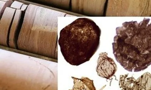 Đào mỏ, loạt sinh vật từ thế giới 1,7 tỉ năm trước lộ diện