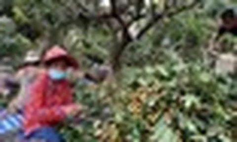 Campuchia quyết tâm làm giàu với loại quả Việt Nam đang trồng rất nhiều: Xuất khẩu trực tiếp sang Trung Quốc, tự tin sẽ mang lại lợi nhuận lớn
