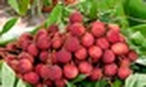 1.500 xe tải vừa hoàn thành nhiệm vụ, đưa một loại ‘ruby đỏ’ của Việt Nam sang Trung Quốc