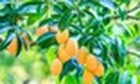 Ấn Độ bất ngờ gặp rắc rối với loại quả Việt Nam đang trồng rất nhiều: Sản lượng giảm đến 40%, giá cũng giảm một nửa