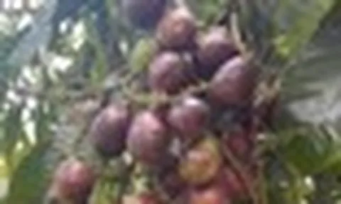 Phát hiện loại quả giống nhãn nhưng thoang thoảng vị sầu riêng: Điều bất ngờ nằm ở mức giá 2,5 triệu đồng/kg