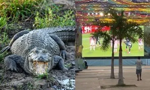 Trớ trêu: Khu xem World Cup miễn phí ế ẩm vì nằm giữa... đầm lầy cá sấu, muốn vào phải đi bộ qua vùng từng có cá sấu tấn công người