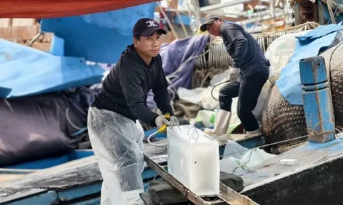 Giá dầu giảm, ngư dân Quảng Ngãi mạnh dạn vươn khơi