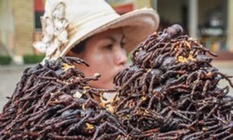 Vì sao người Campuchia ăn nhện đen như món ăn vặt?
