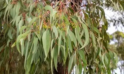 Phát hiện vàng trong lá cây bạch đàn
