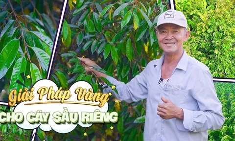 Giải pháp vàng giúp phục hồi vườn sầu riêng bị suy nặng